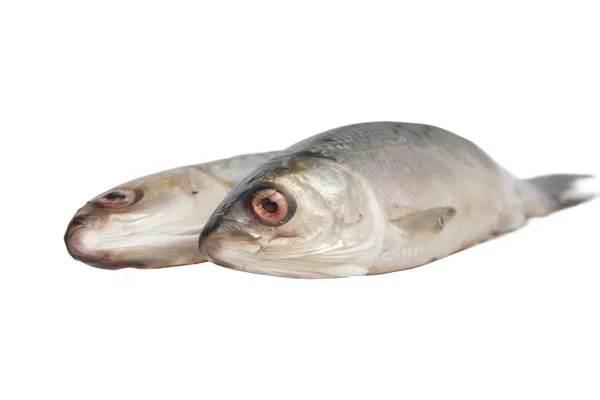 tatlı su balık alabalık