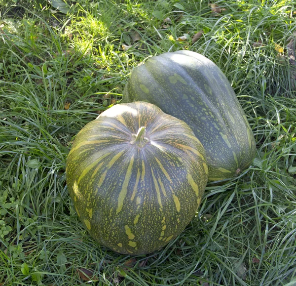 Twee pompoenen in het gras — Stockfoto