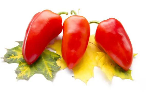 Červená paprika na žluté listy — Stock fotografie