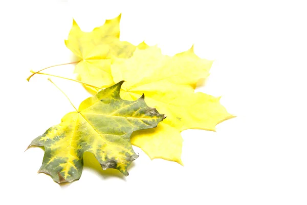 Yellow leaves in different shades — Stock Photo, Image