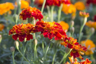 Bahçedeki kadife çiçekleri