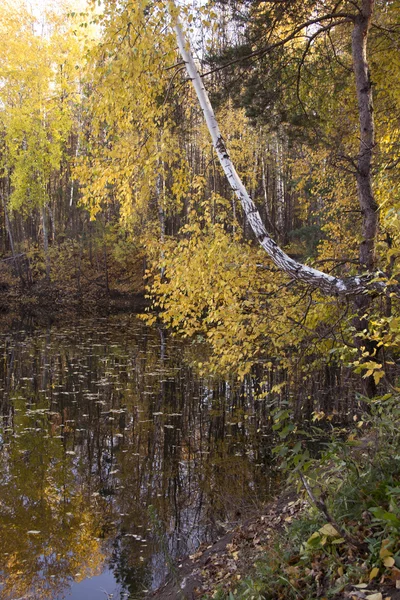 Nádherné podzimní Les — Stock fotografie