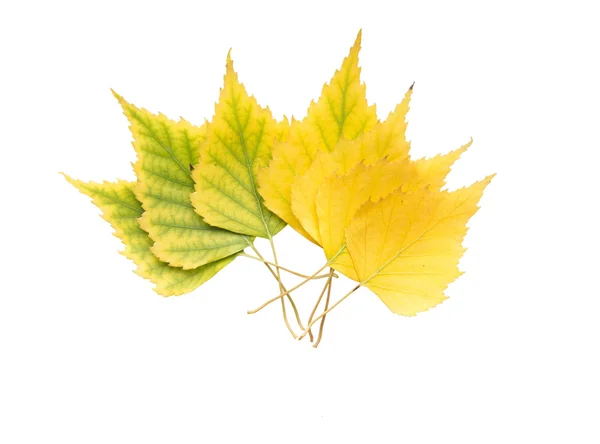 Gele bladeren in verschillende tinten — Stockfoto