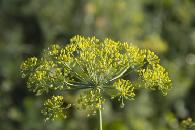 Makro dereotu çiçek