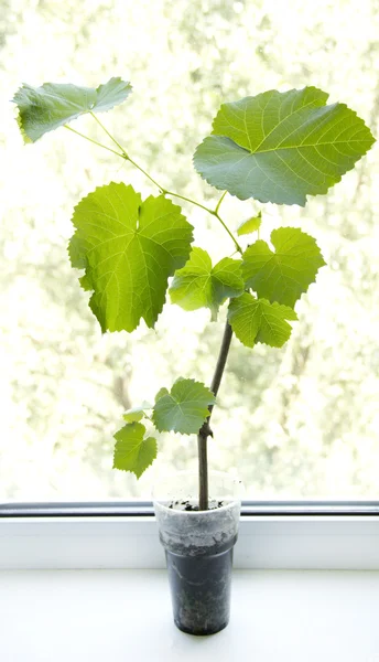 bitki üzüm cam pencere