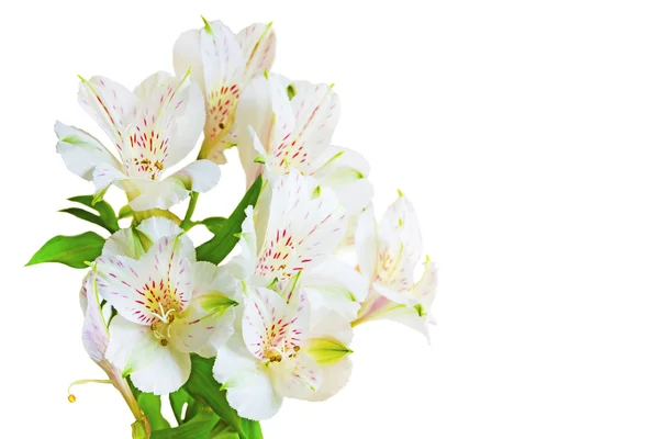 Bouquet di fiori bianchi — Foto Stock