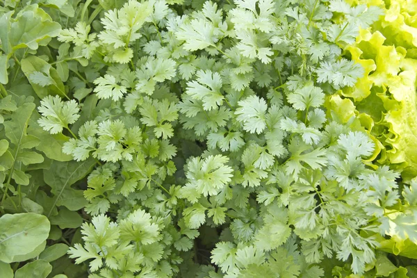 Cama com salada verde fresca — Fotografia de Stock