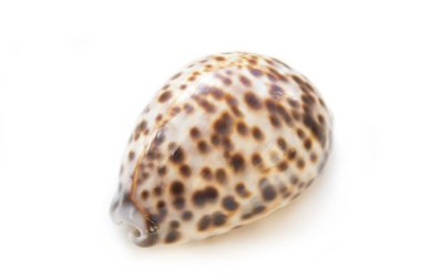beyaz deniz kabuğu