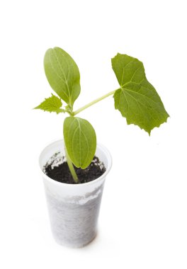 plastik bir kap içinde salatalık bitkiler