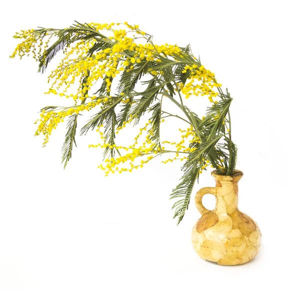 Mimosa — Stock Photo, Image