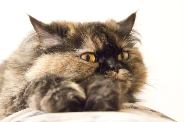 Γούνινο γάτα στηρίζεται στον καναπέ — Φωτογραφία Αρχείου
