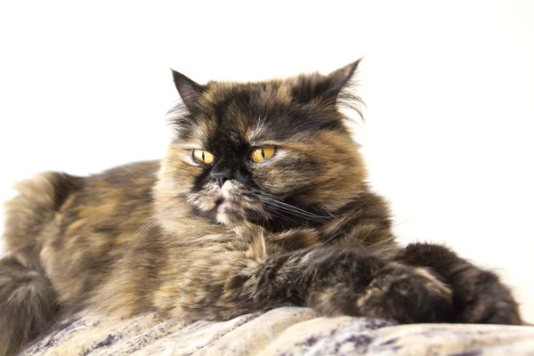 Γούνινο γάτα στηρίζεται στον καναπέ — Φωτογραφία Αρχείου