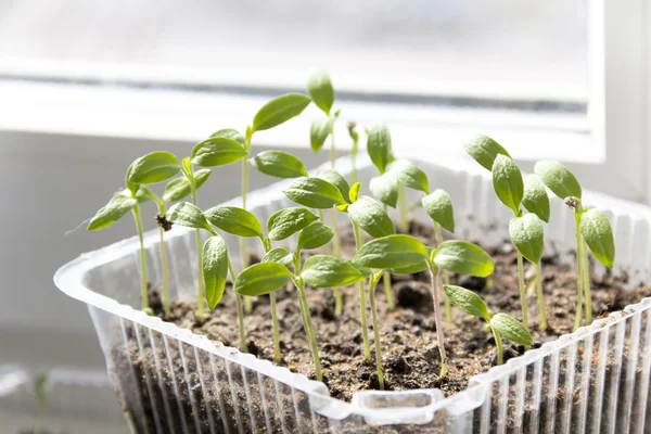 Seedlings. Young shoots of plants — Stock Photo, Image