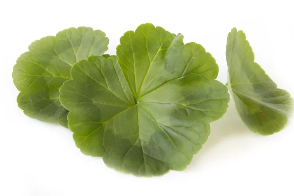 Green geranium leaves — Stock Photo, Image