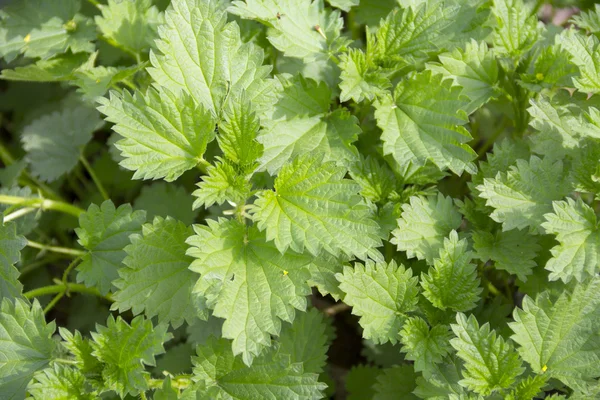 Stinging nettle (Urtica dioica) — Stock Photo, Image