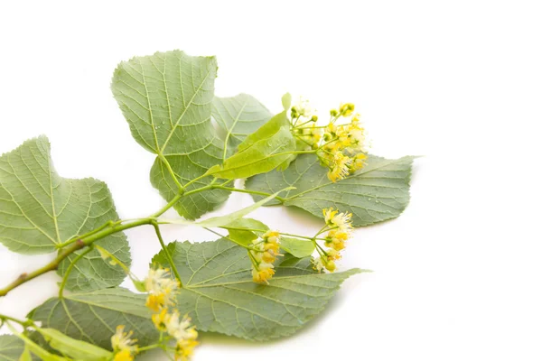 Linden branch with flowers — Stock Photo, Image