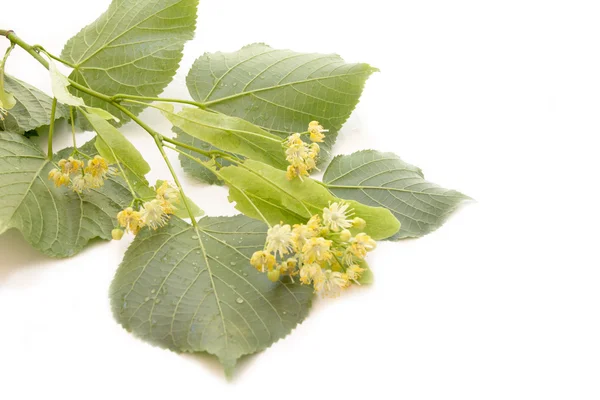 Linden branch with flowers — Stock Photo, Image