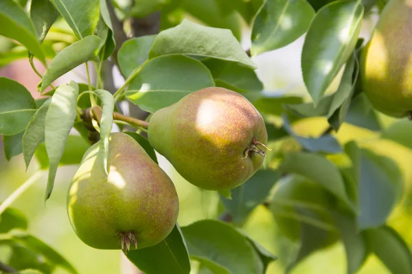 Pears ripen on the tree — Stock Photo, Image