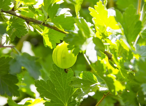 Green gooseberries in the sun — Stock Photo, Image