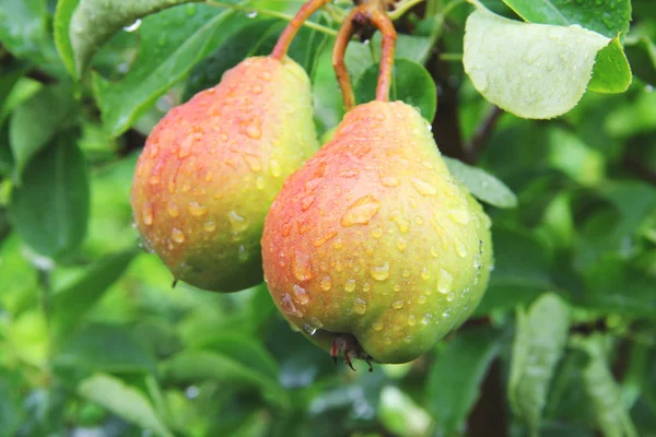 Pears on the tree in the rain drops — Stock Photo, Image