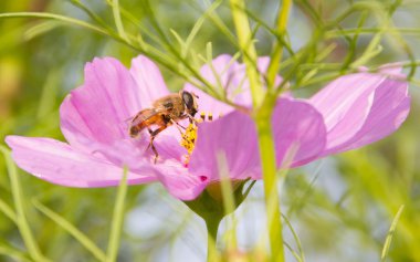 a çiçek Evren üzerinde bir arı