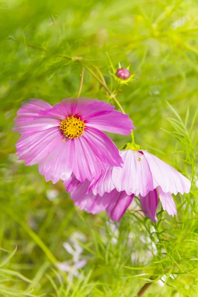 ピンクのコスモスの花 — ストック写真