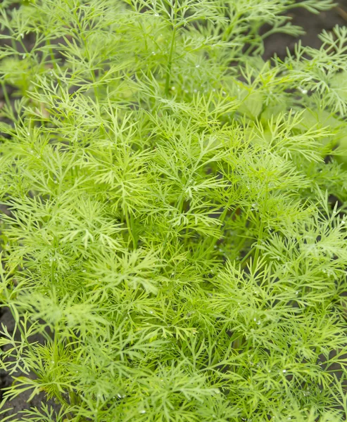 Eneldo verde en el jardín como telón de fondo — Foto de Stock