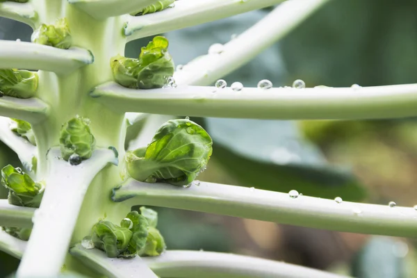 Brüksel lahanası büyüyen, yakın çekim