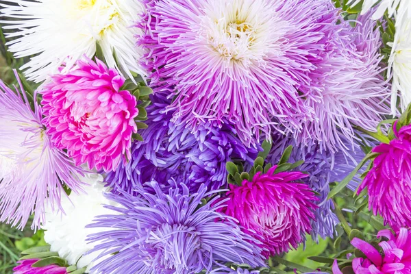 Aster fiori di vari colori come sfondo — Foto Stock