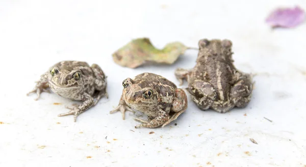 Üç spadefoot kurbağalarınız