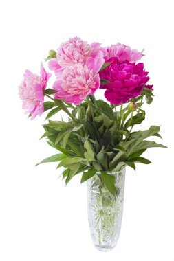 Beyaz arka planda pembe şakayık