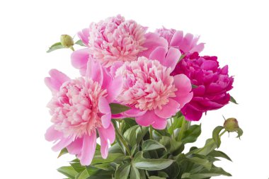 Beyaz arka planda pembe şakayık