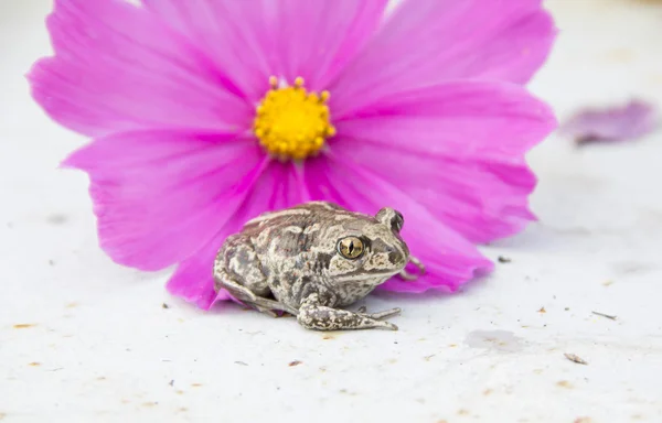 Una rana sentada cerca de la flor rosa —  Fotos de Stock