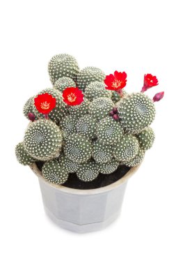 beyaz zemin üzerinde bir tencerede mammilyariya kaktüs