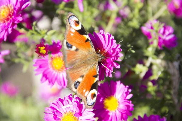 Schmetterling Pfau Auge auf der Blume Aster — Stockfoto