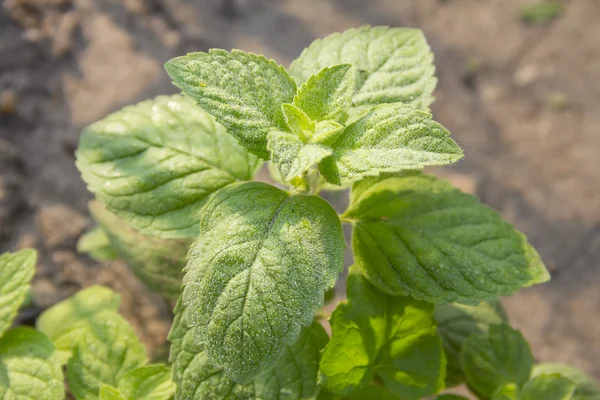 Fresh mint in drops of dew — Stock Photo, Image