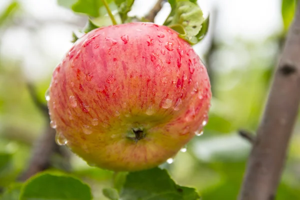 Red apple on a tree — Stock Photo, Image