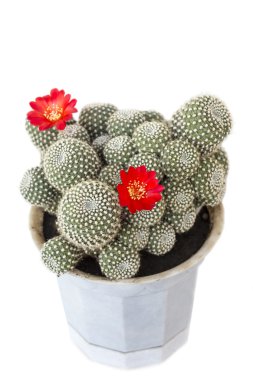 bir tencerede mammilyariya kaktüs