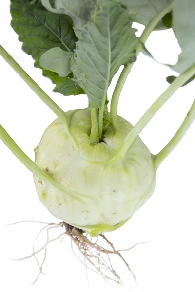 Kohlrabi — Stock fotografie