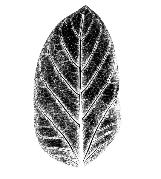Textura da folha vegetal sobre fundo branco — Fotografia de Stock