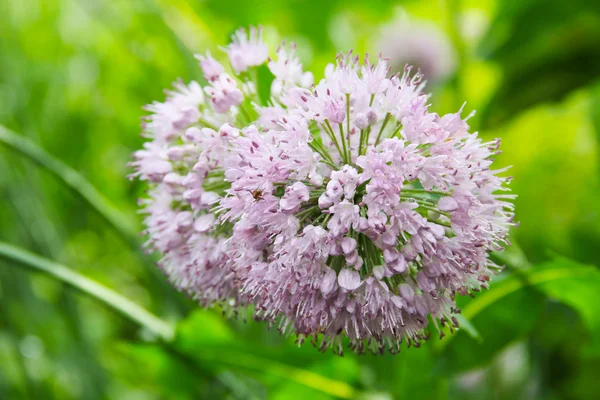 Flores de cebola em gotas de chuva — Fotografia de Stock