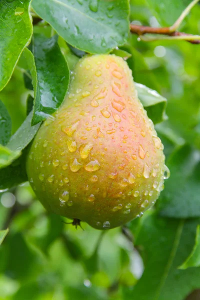 Pear tree in a water drop Stock Picture