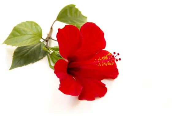 Red Hibiscus — Stock Photo, Image