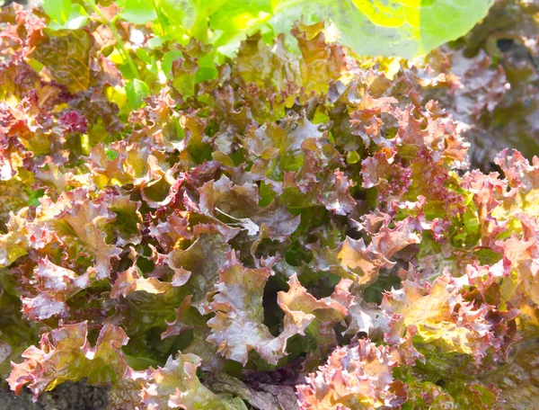 Salada de alface, fragmento. Contexto abstrato . — Fotografia de Stock