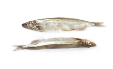 Balık capelin