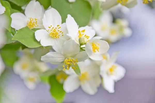 Jasmine flower Stock Image