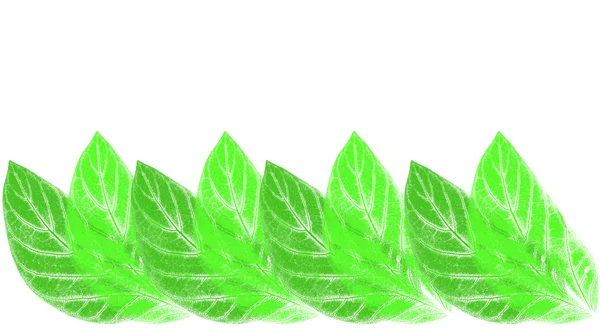 Textura frunzelor pe fundal alb — Fotografie, imagine de stoc