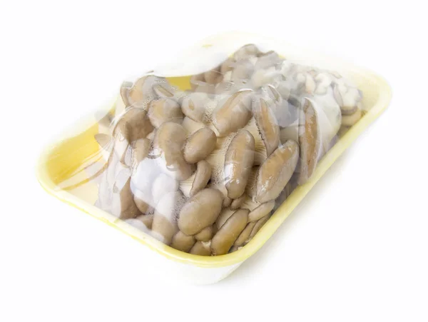 白い背景に牡蠣のキノコ — ストック写真