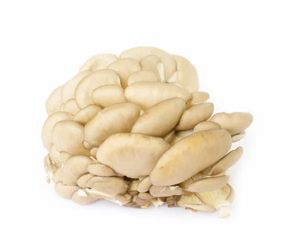 흰 배경에 있는 굴 버섯 — 스톡 사진