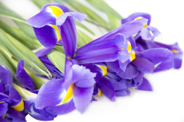 Fiori di iris — Foto Stock